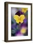 USA, Utah, Close Up of Viola Tricolor in Garden-Scott T. Smith-Framed Photographic Print