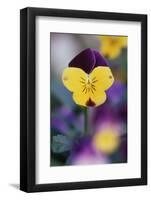 USA, Utah, Close Up of Viola Tricolor in Garden-Scott T. Smith-Framed Photographic Print