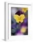 USA, Utah, Close Up of Viola Tricolor in Garden-Scott T. Smith-Framed Photographic Print