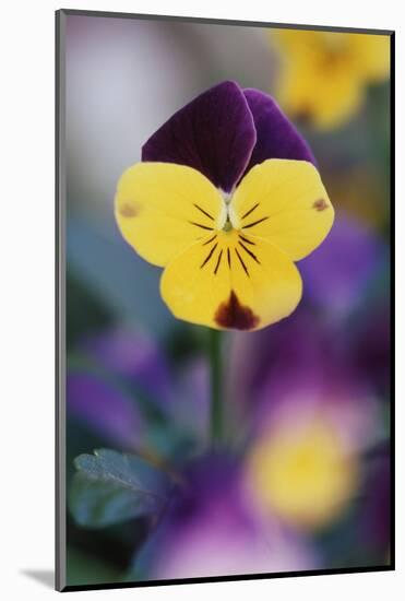 USA, Utah, Close Up of Viola Tricolor in Garden-Scott T. Smith-Mounted Photographic Print