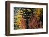 USA, Utah. Colorful autumn aspen and ponderosa pine on Boulder Mountain, Dixie National Forest.-Judith Zimmerman-Framed Photographic Print