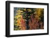 USA, Utah. Colorful autumn aspen and ponderosa pine on Boulder Mountain, Dixie National Forest.-Judith Zimmerman-Framed Photographic Print