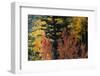 USA, Utah. Colorful autumn aspen and ponderosa pine on Boulder Mountain, Dixie National Forest.-Judith Zimmerman-Framed Photographic Print