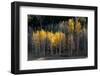 USA, Utah. Colorful autumn aspen on Boulder Mountain, Dixie National Forest.-Judith Zimmerman-Framed Photographic Print