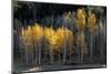 USA, Utah. Colorful autumn aspen on Boulder Mountain, Dixie National Forest.-Judith Zimmerman-Mounted Photographic Print