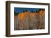 USA, Utah. Colorful autumn aspen on Boulder Mountain, Dixie National Forest.-Judith Zimmerman-Framed Photographic Print