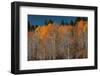 USA, Utah. Colorful autumn aspen on Boulder Mountain, Dixie National Forest.-Judith Zimmerman-Framed Photographic Print