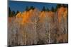 USA, Utah. Colorful autumn aspen on Boulder Mountain, Dixie National Forest.-Judith Zimmerman-Mounted Photographic Print