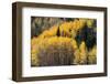 USA, Utah. Colorful autumn aspen on Boulder Mountain, Dixie National Forest.-Judith Zimmerman-Framed Photographic Print