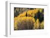 USA, Utah. Colorful autumn aspen on Boulder Mountain, Dixie National Forest.-Judith Zimmerman-Framed Photographic Print