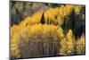 USA, Utah. Colorful autumn aspen on Boulder Mountain, Dixie National Forest.-Judith Zimmerman-Mounted Photographic Print