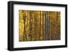 USA, Utah. Colorful autumn aspen on Boulder Mountain, Dixie National Forest.-Judith Zimmerman-Framed Photographic Print