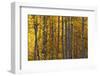 USA, Utah. Colorful autumn aspen on Boulder Mountain, Dixie National Forest.-Judith Zimmerman-Framed Photographic Print