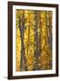 USA, Utah. Colorful autumn aspen on Boulder Mountain, Dixie National Forest.-Judith Zimmerman-Framed Photographic Print