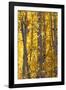 USA, Utah. Colorful autumn aspen on Boulder Mountain, Dixie National Forest.-Judith Zimmerman-Framed Photographic Print