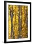 USA, Utah. Colorful autumn aspen on Boulder Mountain, Dixie National Forest.-Judith Zimmerman-Framed Photographic Print