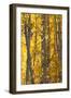 USA, Utah. Colorful autumn aspen on Boulder Mountain, Dixie National Forest.-Judith Zimmerman-Framed Photographic Print