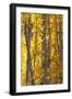 USA, Utah. Colorful autumn aspen on Boulder Mountain, Dixie National Forest.-Judith Zimmerman-Framed Photographic Print