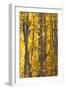 USA, Utah. Colorful autumn aspen on Boulder Mountain, Dixie National Forest.-Judith Zimmerman-Framed Photographic Print