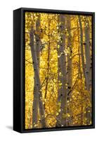 USA, Utah. Colorful autumn aspen on Boulder Mountain, Dixie National Forest.-Judith Zimmerman-Framed Stretched Canvas