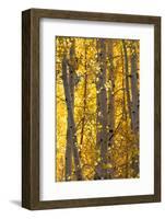 USA, Utah. Colorful autumn aspen on Boulder Mountain, Dixie National Forest.-Judith Zimmerman-Framed Photographic Print