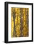 USA, Utah. Colorful autumn aspen on Boulder Mountain, Dixie National Forest.-Judith Zimmerman-Framed Photographic Print