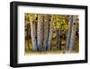 USA, Utah. Colorful autumn aspen on Boulder Mountain, Dixie National Forest.-Judith Zimmerman-Framed Photographic Print