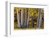 USA, Utah. Colorful autumn aspen on Boulder Mountain, Dixie National Forest.-Judith Zimmerman-Framed Photographic Print