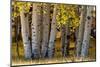 USA, Utah. Colorful autumn aspen on Boulder Mountain, Dixie National Forest.-Judith Zimmerman-Mounted Photographic Print