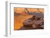 USA, Utah, Dead Horse Point State Park. Sunrise on Canyon Landscape-Cathy & Gordon Illg-Framed Photographic Print