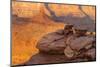 USA, Utah, Dead Horse Point State Park. Sunrise on Canyon Landscape-Cathy & Gordon Illg-Mounted Photographic Print