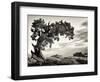 USA, Utah, Dead Horse State Park, Juniper Tree-Mark Sykes-Framed Photographic Print