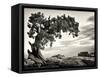 USA, Utah, Dead Horse State Park, Juniper Tree-Mark Sykes-Framed Stretched Canvas