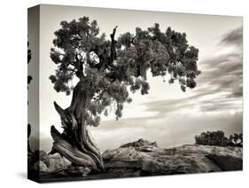 USA, Utah, Dead Horse State Park, Juniper Tree-Mark Sykes-Stretched Canvas