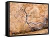 USA, Utah, Dixie Nf. Twisted Dead Branch and Sandstone Rock Wall-Jaynes Gallery-Framed Stretched Canvas