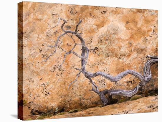 USA, Utah, Dixie Nf. Twisted Dead Branch and Sandstone Rock Wall-Jaynes Gallery-Stretched Canvas