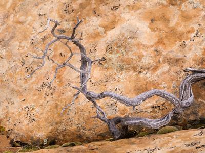 https://imgc.allpostersimages.com/img/posters/usa-utah-dixie-nf-twisted-dead-branch-and-sandstone-rock-wall_u-L-PRQ09C0.jpg?artPerspective=n