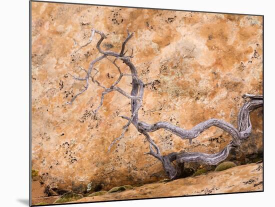 USA, Utah, Dixie Nf. Twisted Dead Branch and Sandstone Rock Wall-Jaynes Gallery-Mounted Photographic Print