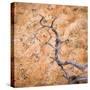 USA, Utah, Dixie Nf. Twisted Dead Branch and Sandstone Rock Wall-Jaynes Gallery-Stretched Canvas