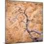 USA, Utah, Dixie Nf. Twisted Dead Branch and Sandstone Rock Wall-Jaynes Gallery-Mounted Photographic Print