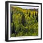 USA, Utah, east of Logan on highway 89 and Aspen Grove still green-Sylvia Gulin-Framed Photographic Print