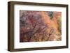 USA, Utah, east of Logan on highway 89 fall color on Canyon Maple.-Sylvia Gulin-Framed Photographic Print