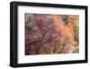 USA, Utah, east of Logan on highway 89 fall color on Canyon Maple.-Sylvia Gulin-Framed Photographic Print