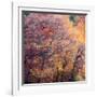 USA, Utah, east of Logan on highway 89 fall color on Canyon Maple.-Sylvia Gulin-Framed Photographic Print