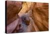 USA, Utah, Emery, Little Wildhorse Canyon-Jamie & Judy Wild-Stretched Canvas