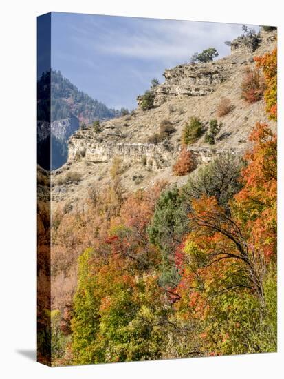 USA, Utah. Fall color with aspens along Logan Canyon.-Julie Eggers-Stretched Canvas