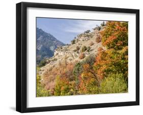 USA, Utah. Fall color with aspens along Logan Canyon.-Julie Eggers-Framed Photographic Print
