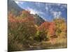 USA, Utah. Fall color with aspens along Logan Canyon.-Julie Eggers-Mounted Photographic Print