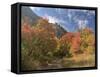 USA, Utah. Fall color with aspens along Logan Canyon.-Julie Eggers-Framed Stretched Canvas