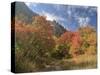 USA, Utah. Fall color with aspens along Logan Canyon.-Julie Eggers-Stretched Canvas